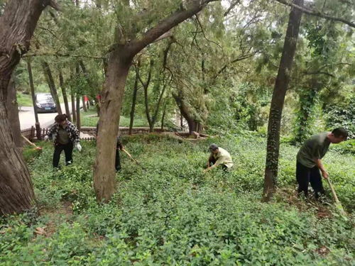 濟南市靈巖寺景區(qū)加強環(huán)境整治,提升景區(qū)旅游品質(zhì)